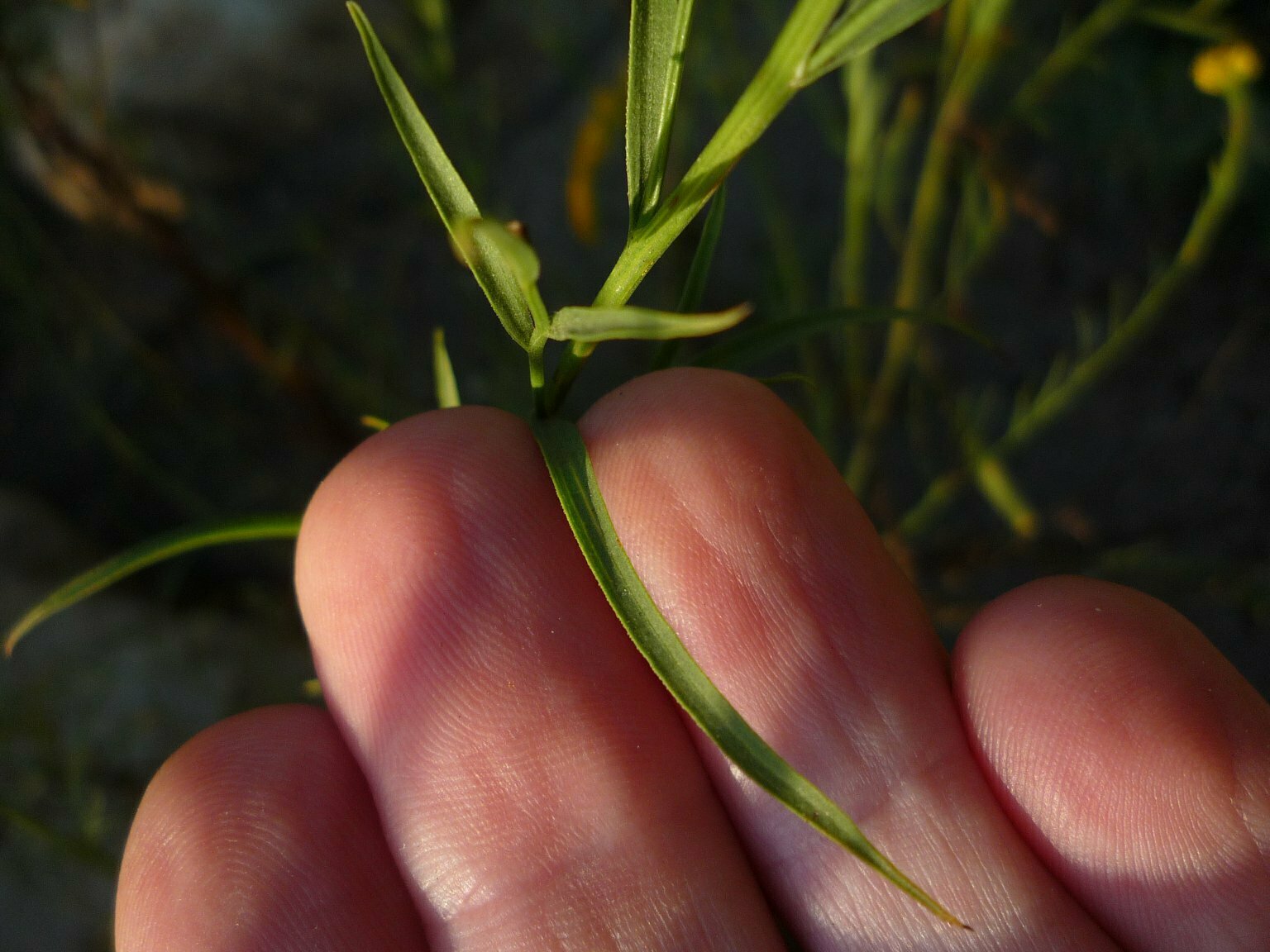High Resolution Euthamia occidentalis Leaf